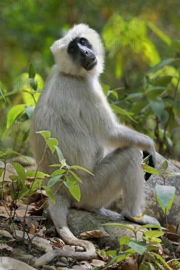 Tarai Grey tarai grey langur