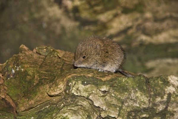 Wood vole