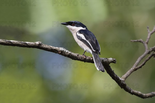 Bar-winged Flycatcher-shrike