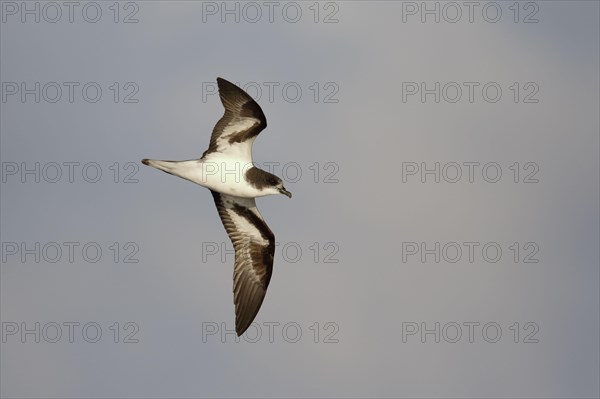 Bonin Petrel