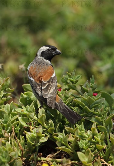 Cape sparrow