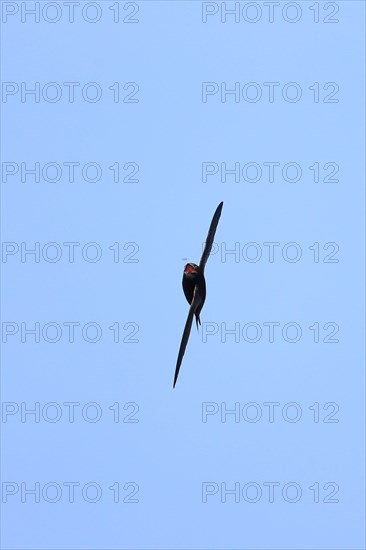 Common swift