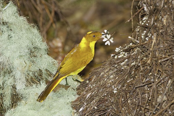 Golden Bowerbird