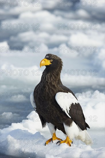 Steller's sea eagle