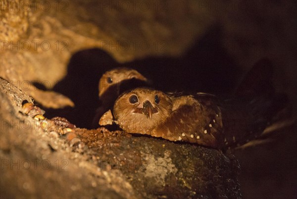 Oilbird