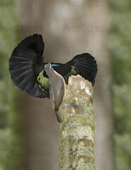 Victoria's Riflebird