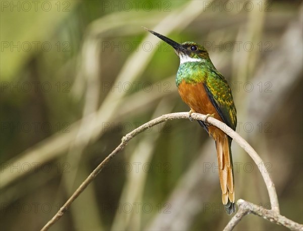 Rufous-tailed Jacamar