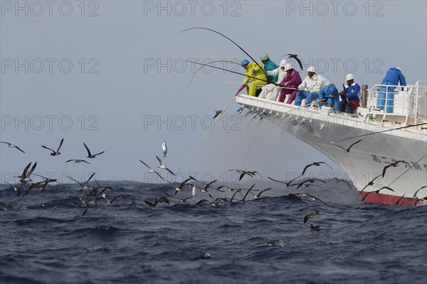 White-faced Shearwater