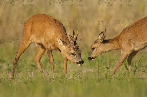 Western Roe Deer