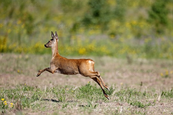 Western Roe Deer