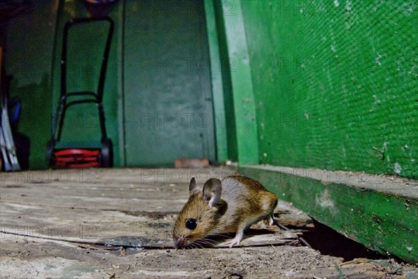 Wood Mouse