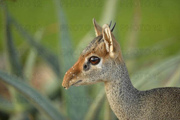 Kirk's Dik-dik