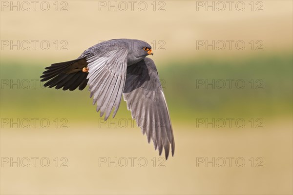 Red-footed Falcon