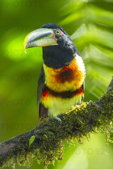 Pale-mandibled Aracari