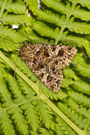 The adult campion