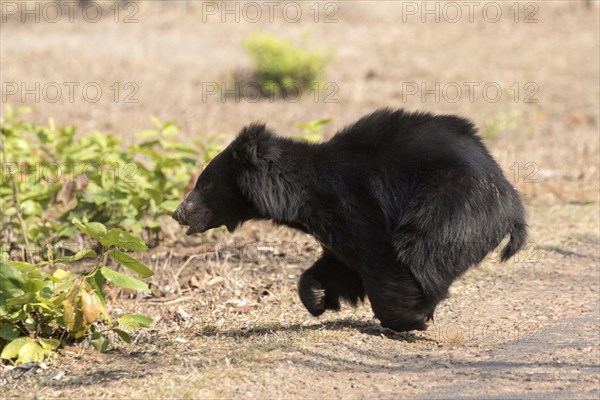 Ursus ursinus