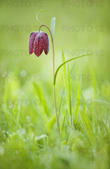 Flowering snakehead fritillary