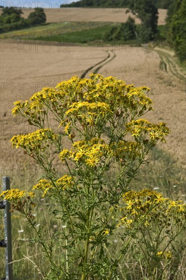 Jacob's ragwort