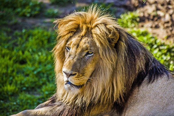 Male lion