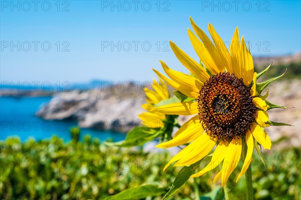 Sunflower at sunrise