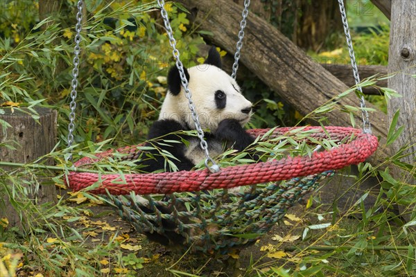 Giant Panda