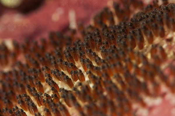 Clark's anemonefish