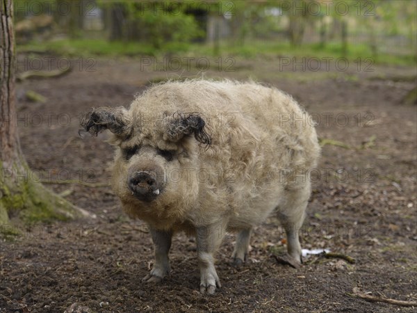 Mangalitsa woolly pig