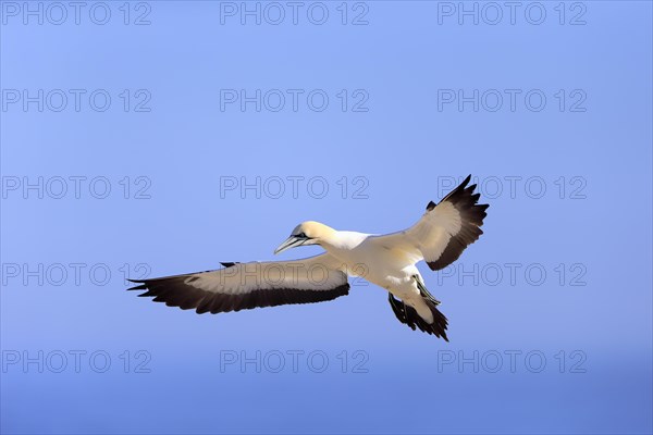 Cape Gannet