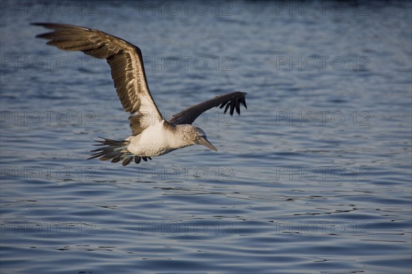 Blue footed booby