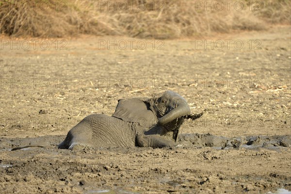 African Elephant