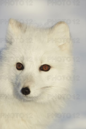 Arctic foxes