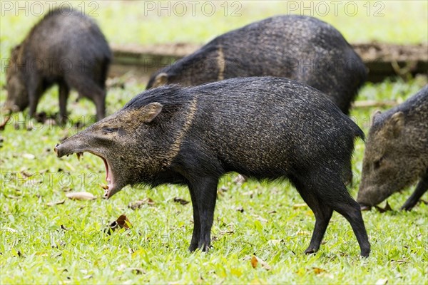 Collared Peccary