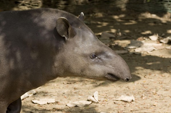 Lowland tapir