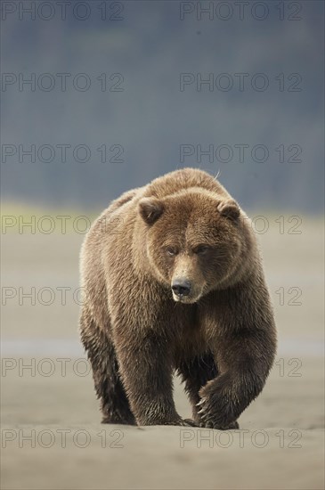 Grizzly bear