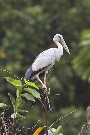 Silver Clawbill