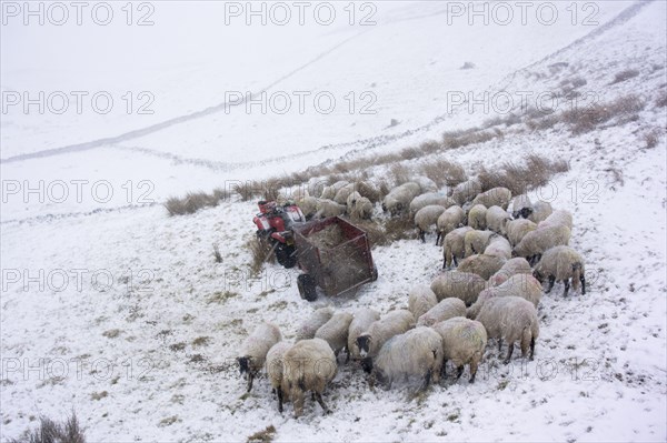 Domestic sheep