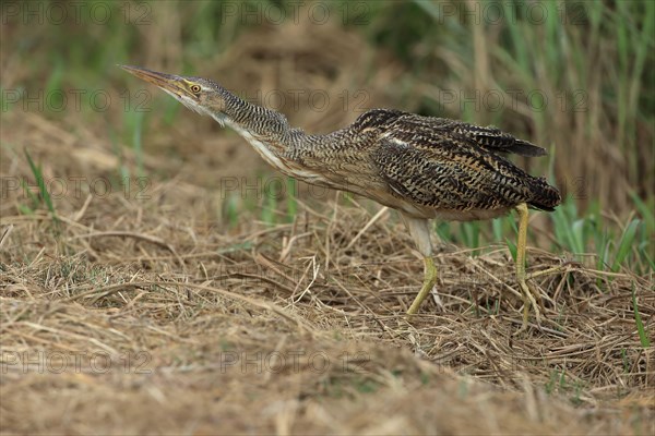 Pinnated Bittern