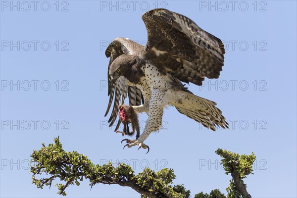 Martial eagle