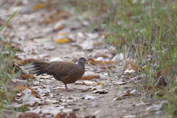 Red spurfowl