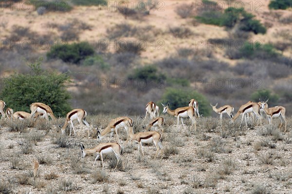 Springbok