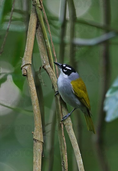 Black-crowned Palm-tanager