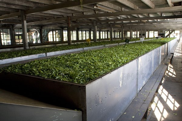 It is the first stage of tea production. During withering