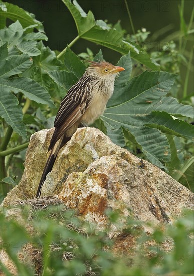 Guira Cuckoo