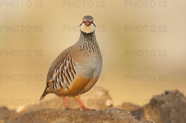 Red-legged Partridge