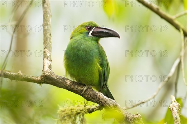 Crimson-rumped Toucanet