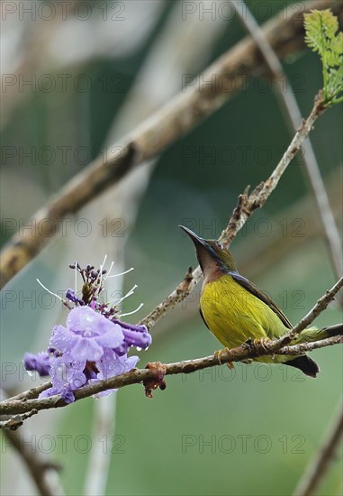 Brown-throated Sunbird