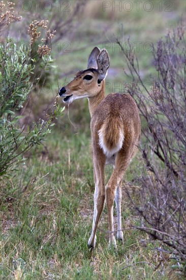 Large Reedbuck