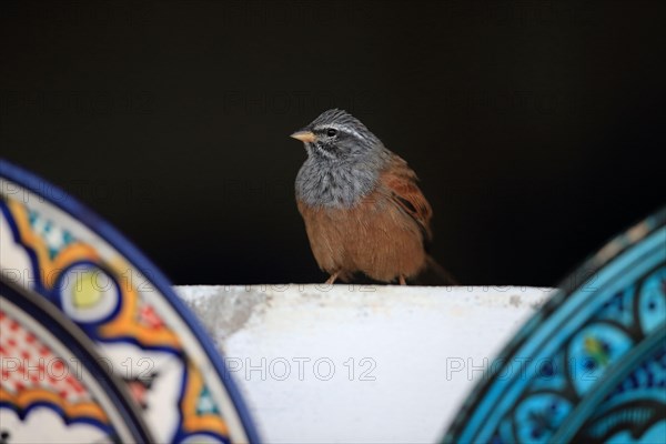 House Bunting