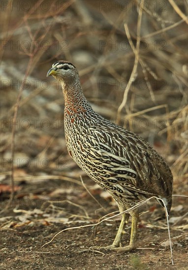 Double-spurred Francolin