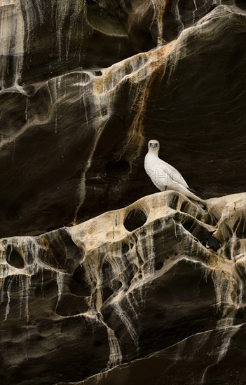 Northern Gannet